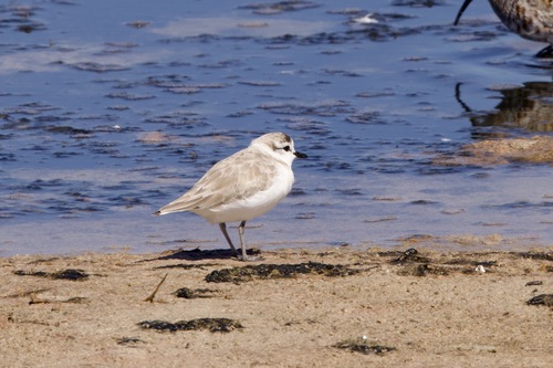 iNaturalist image