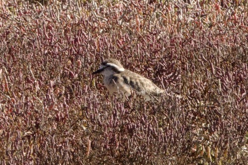 iNaturalist: (c) John Bruin, some rights reserved (CC BY-NC), uploaded by John Bruin iNaturalist image