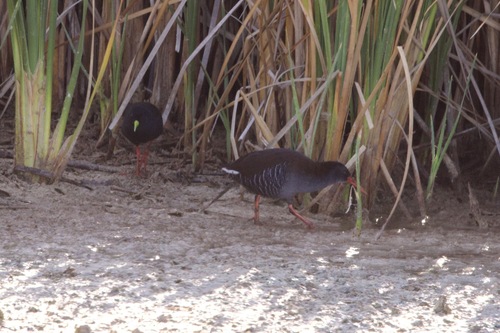 iNaturalist: (c) John Bruin, some rights reserved (CC BY-NC), uploaded by John Bruin iNaturalist image