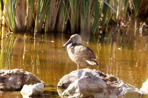 iNaturalist image
