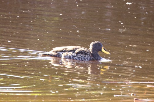 iNaturalist: (c) John Bruin, some rights reserved (CC BY-NC), uploaded by John Bruin iNaturalist image