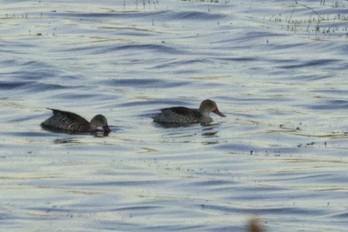 iNaturalist image