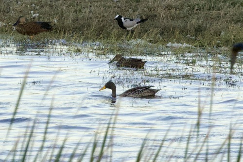 iNaturalist image