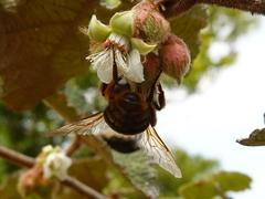 Bombus eximius
