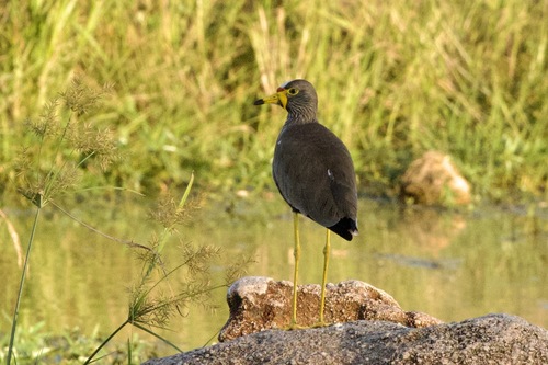 iNaturalist image