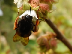 Bombus eximius
