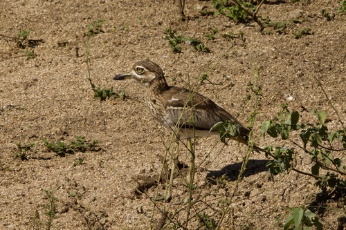 iNaturalist image
