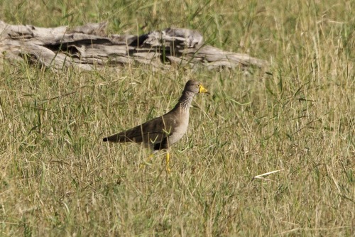 iNaturalist image