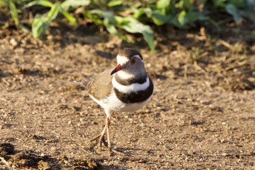 iNaturalist: (c) John Bruin, some rights reserved (CC BY-NC), uploaded by John Bruin iNaturalist image