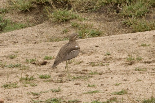 iNaturalist: (c) John Bruin, some rights reserved (CC BY-NC), uploaded by John Bruin iNaturalist image