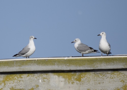 iNaturalist: (c) John Bruin, some rights reserved (CC BY-NC), uploaded by John Bruin iNaturalist image