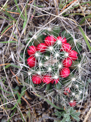 Escobaria missouriensis