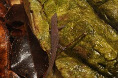 Roatan Small-Scaled Geckolet photo 1
