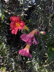 Amphilophium buccinatorium