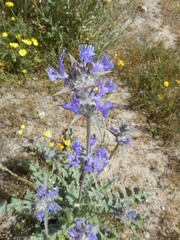 Salvia carduacea