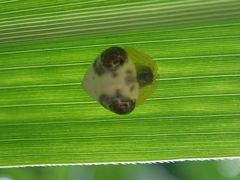 Cyrtarachne inaequalis