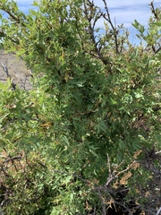Berberis haematocarpa