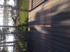 Sciurus carolinensis