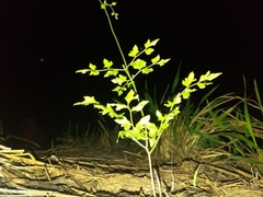 Image of Ampelopsis arborea
