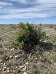 Berberis haematocarpa