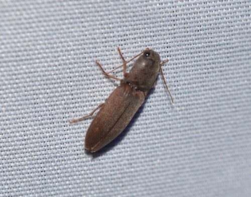 Monocrepidius bifoveatus