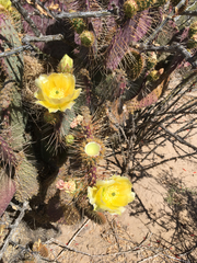 Opuntia gosseliniana