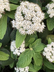 Viburnum × rhytidophylloides