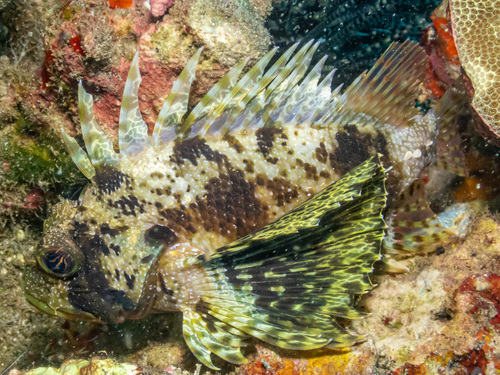 Dendrochirus barberi observed 2023-08-15