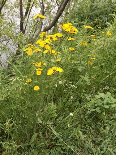 Pilosella floribunda, 2026-07-16