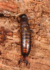 Forficuloidea