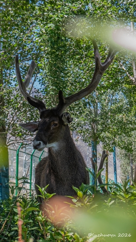 White-lipped Deer