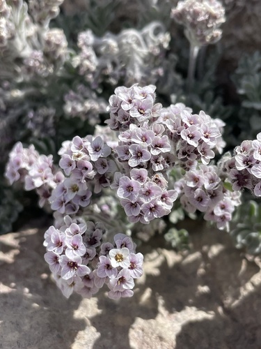 Smelowskia ovalis, 2026-07-14