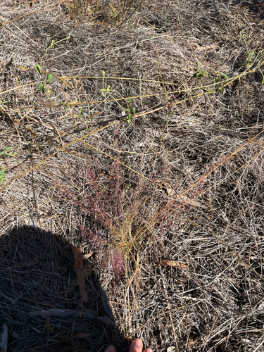 Eragrostis tenellula observed 2026-07-16