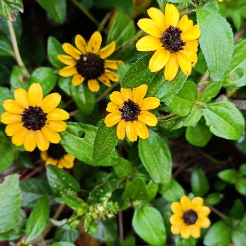 Sanvitalia procumbens, photograph 2