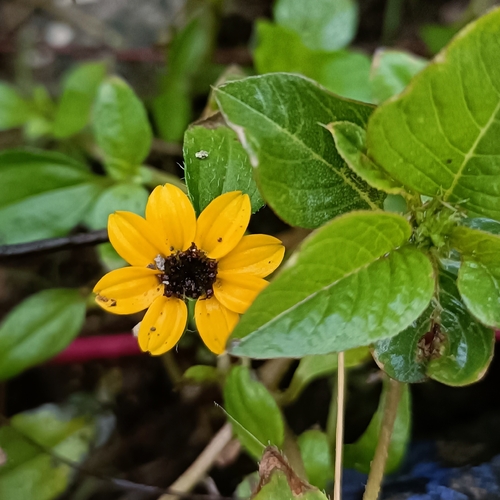 Sanvitalia procumbens, photograph 3