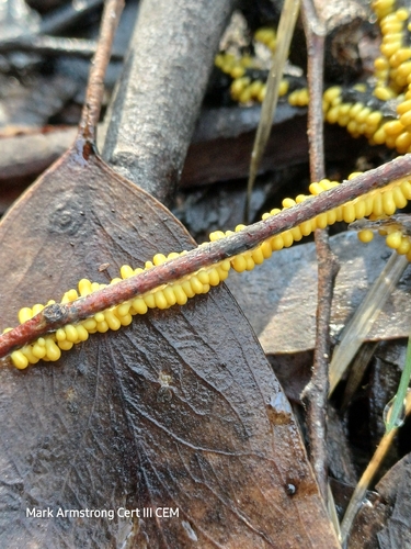 insect-egg slime