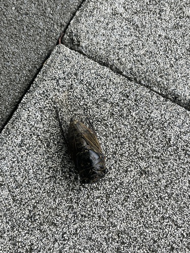 Eastern horse cicada