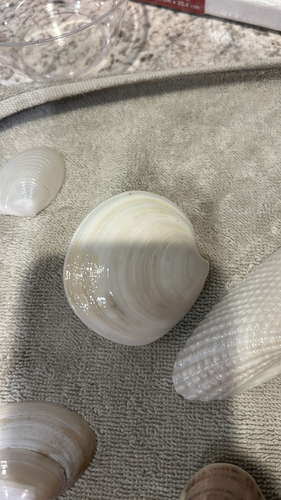 Dosinia elegans observed 2026-07-15