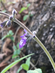 Salvia urticifolia