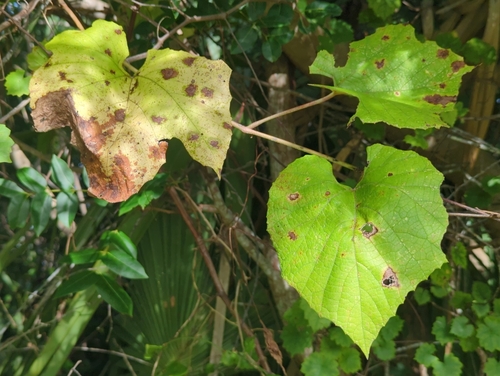 Vitis cinerea