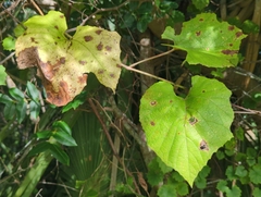 Vitis cinerea