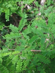 Lysiloma latisiliquum, photograph (c) Tom Field, some rights reserved (CC BY)