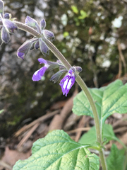 Salvia urticifolia