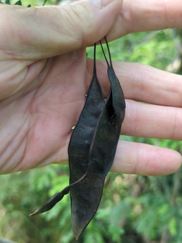 Lysiloma latisiliquum, photograph 4