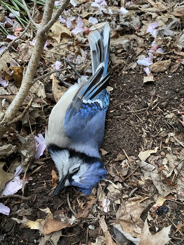 Northern Blue Jay photographed in New Jersey