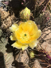 Opuntia gosseliniana