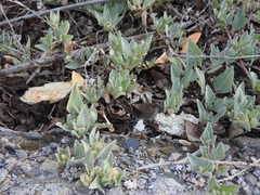 Atriplex maximowicziana