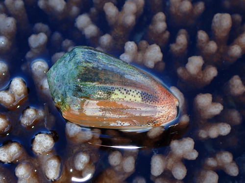 Conus arenatus observed 2026-07-14