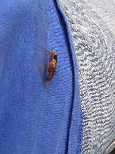 Lesser Eucalyptus Longhorn Beetle photo 3