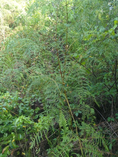 Pteridium caudatum, photograph 3